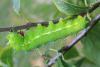 Saturnia pyri